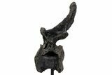 Sauropod (Barosaurus) Caudal Vertebra w/ Metal Stand - Wyoming #334648-4